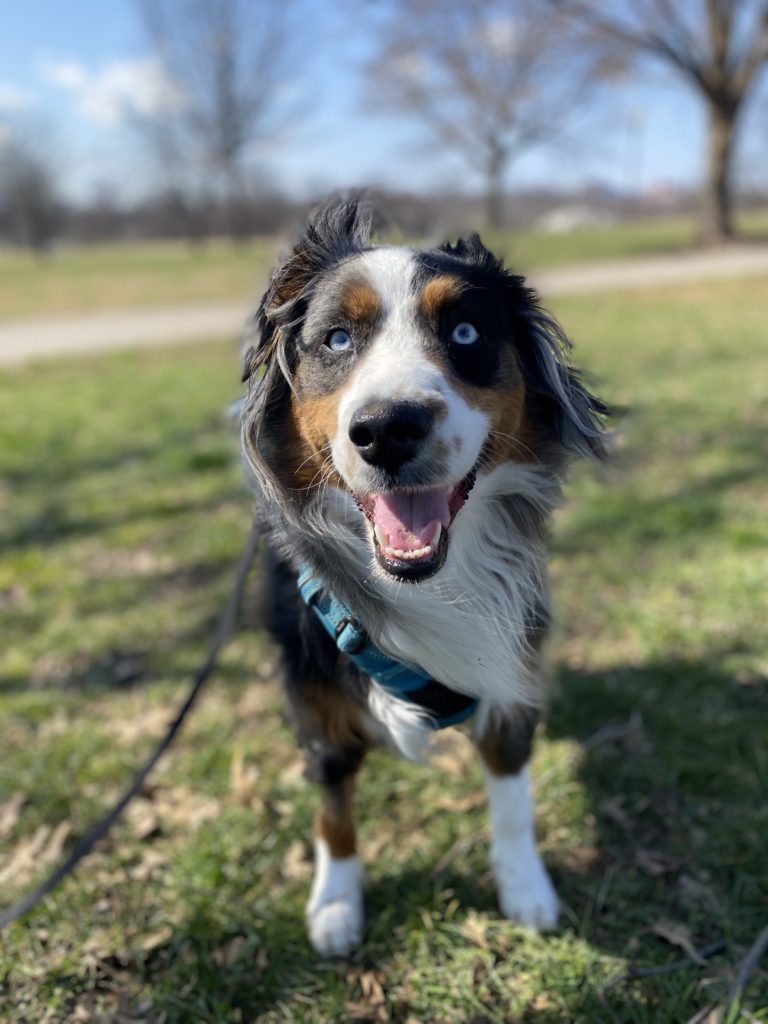 A happy dog on a leash in a park.