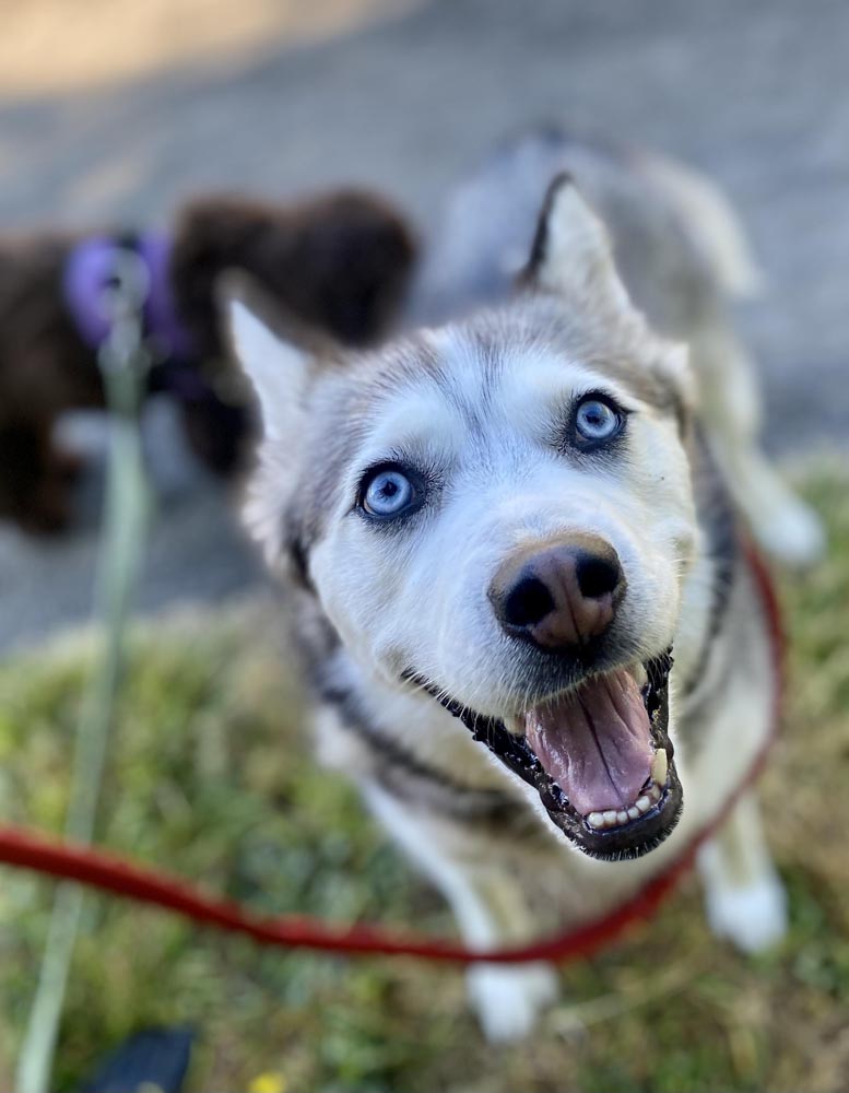 Smiling husky looking up at camera to illustrate engage disengage dog training