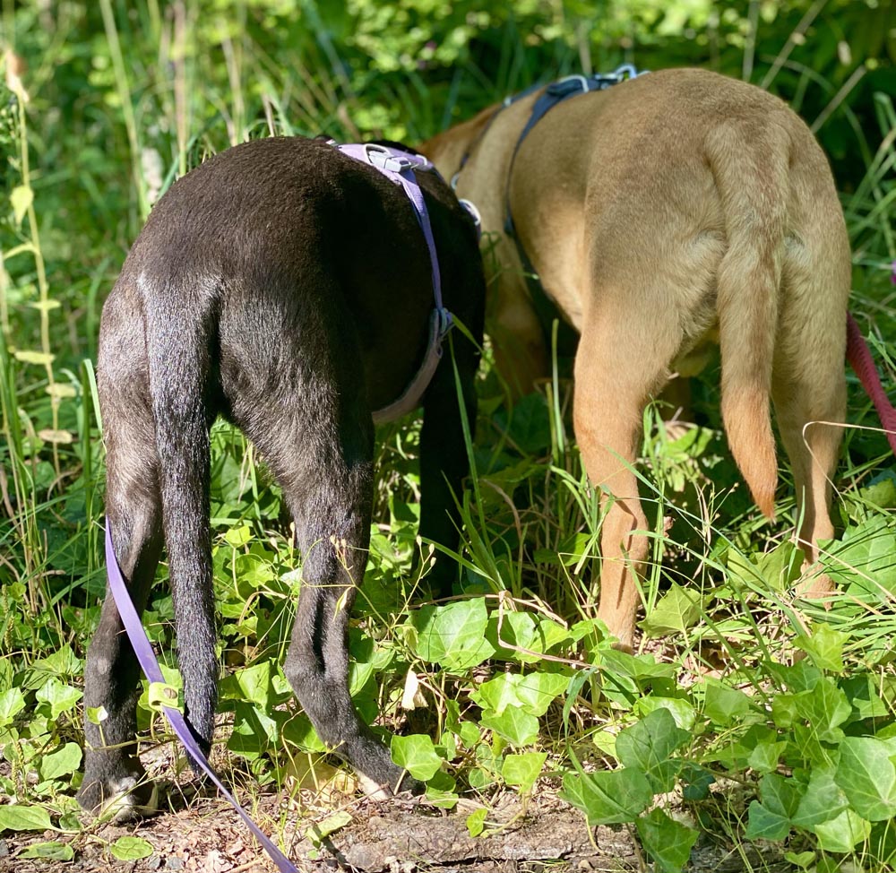 Rear view of two dogs investigating something in the brush to help illustrate leave it dog training