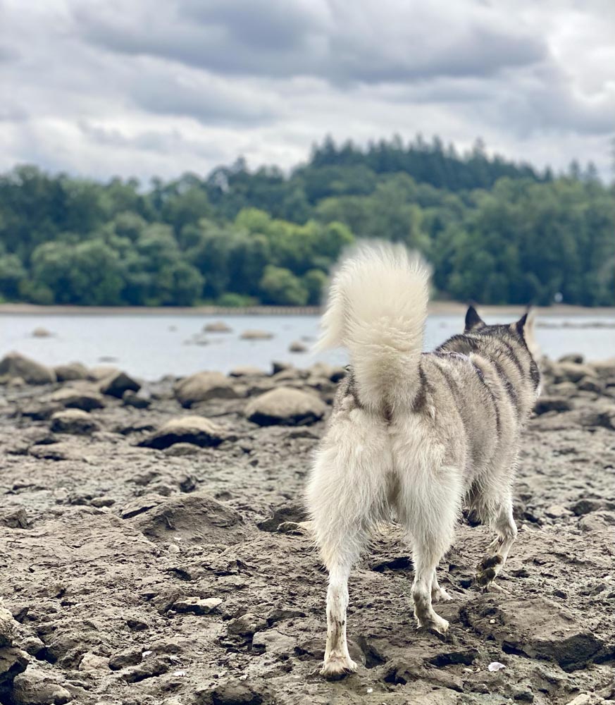 A husky heading to the water on a rocky beach to help illustrate emergency u turn dog training.